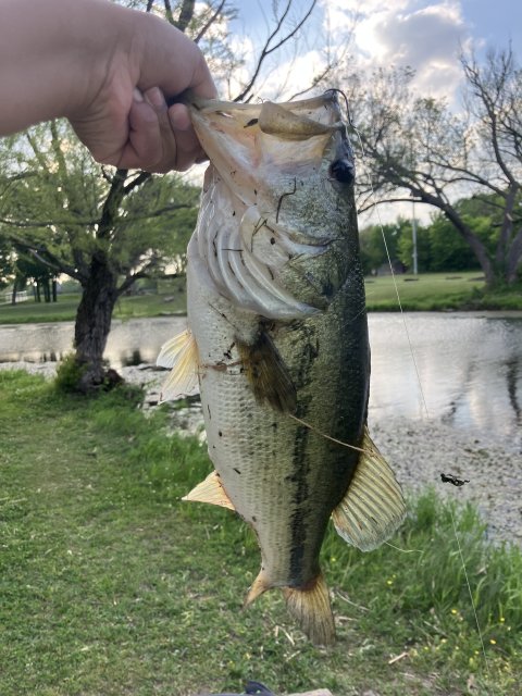 Arham Mamun Story Catch