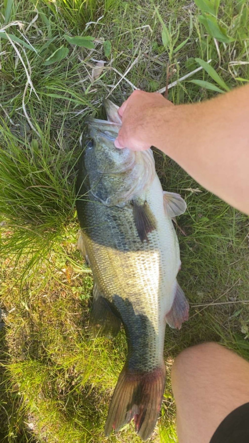 Paxxden Nelson Story Catch