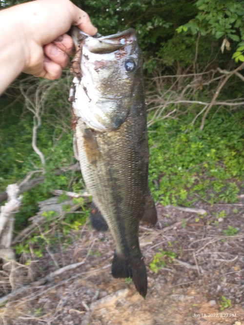 Kolby Peschon Story Catch