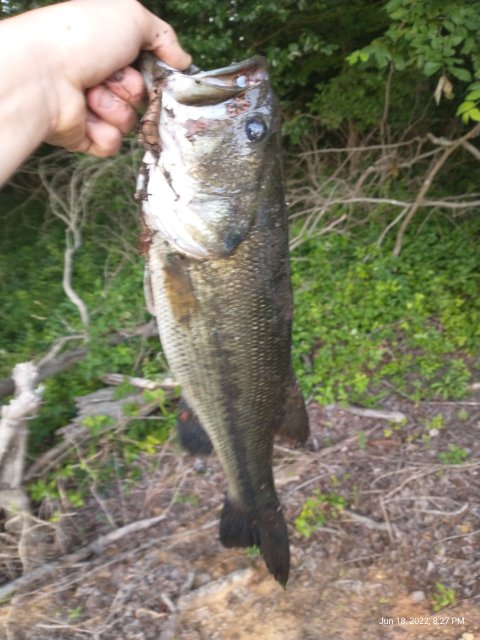 Kolby Peschon Story Catch