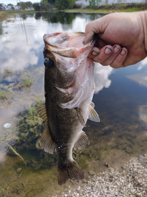 Justin Hampton Story Catch