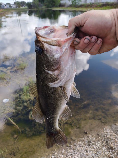 Justin Hampton Story Catch