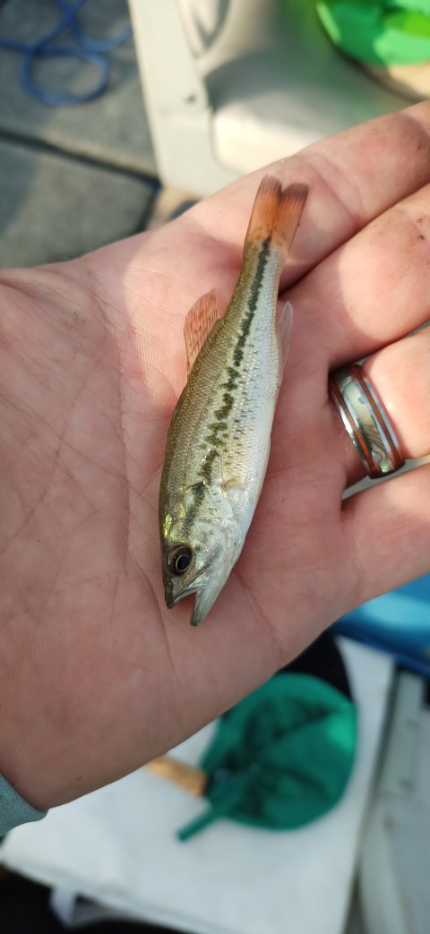 Geoffrey Burch Story Catch