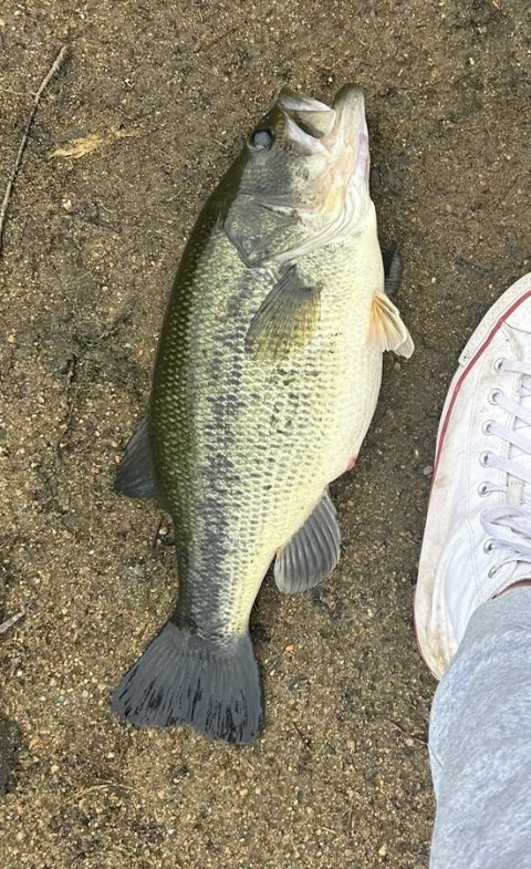 Frank Gentilella Story Catch