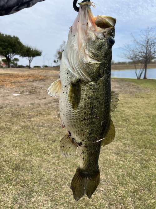 Ron Heredia Story Catch