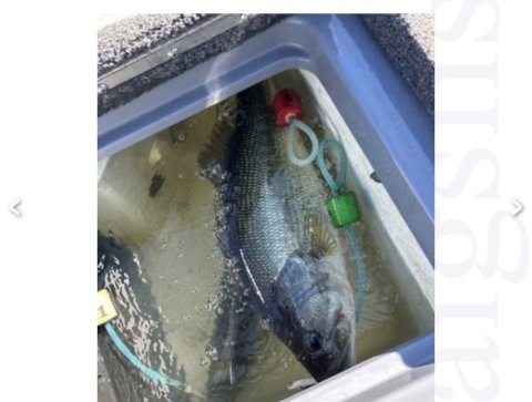 Luke Wallace Story Catch