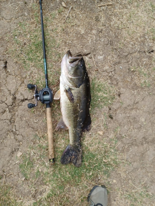 Alto Daniels Story Catch