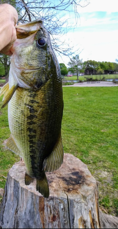 Allan Schmidt Story Catch