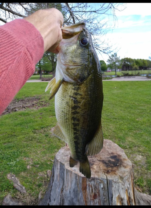 Allan Schmidt Story Catch