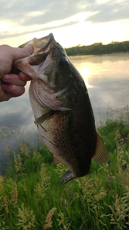 Leon Polley Story Catch