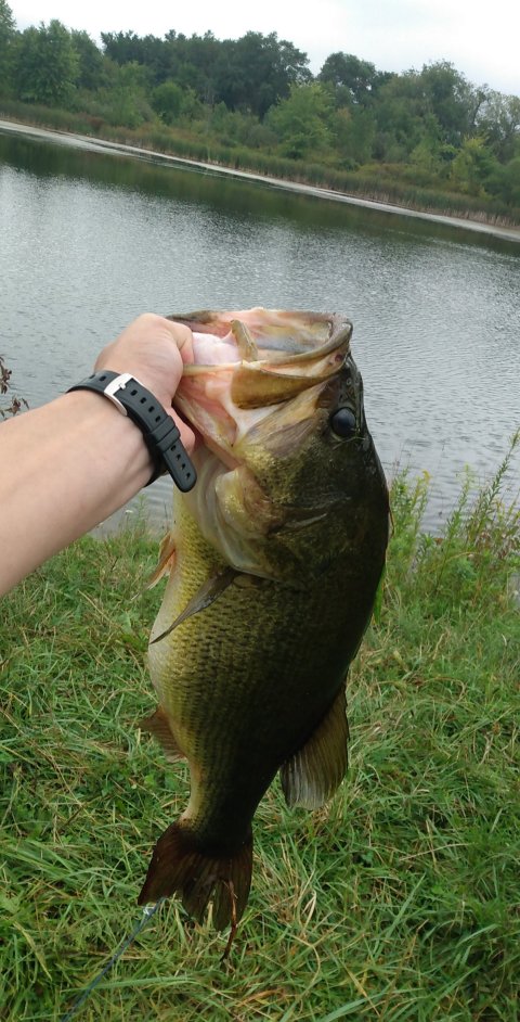 Charlie Harrison Story Catch