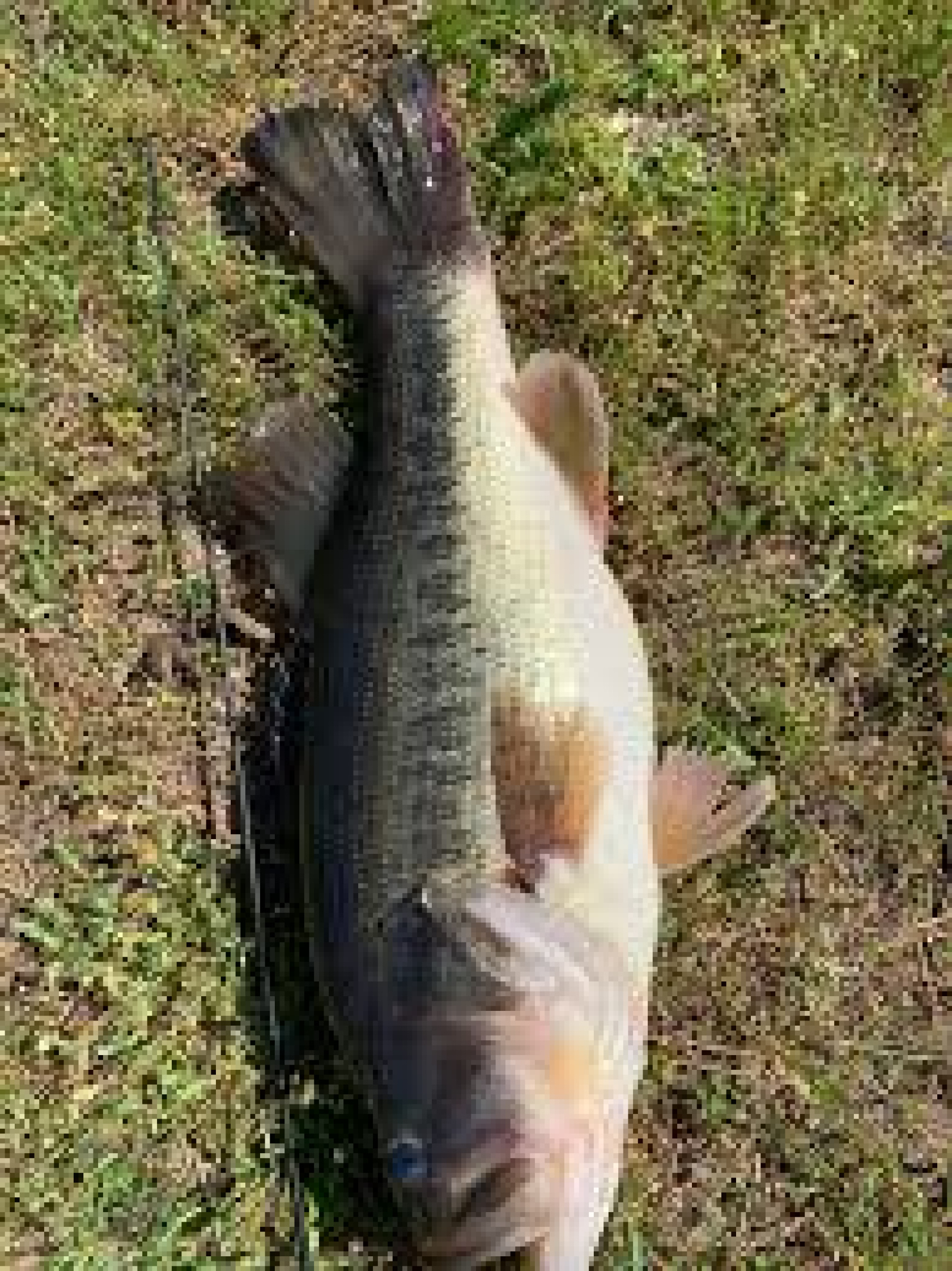 Customer Catch Story: Hayden Davidson